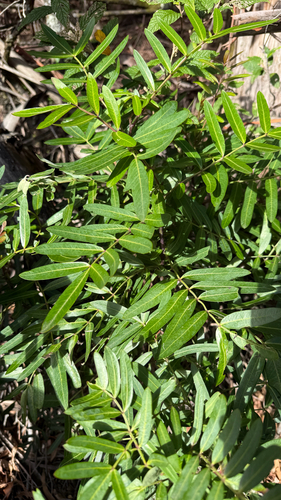 Elderberry Panax (Polyscias sambucifolia)