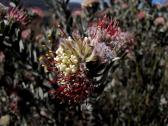 Leucospermum wittebergense