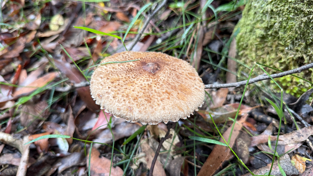 Macrolepiota clelandii · April 2026 · photo: © thekrugle (iNaturalist, cc-by)