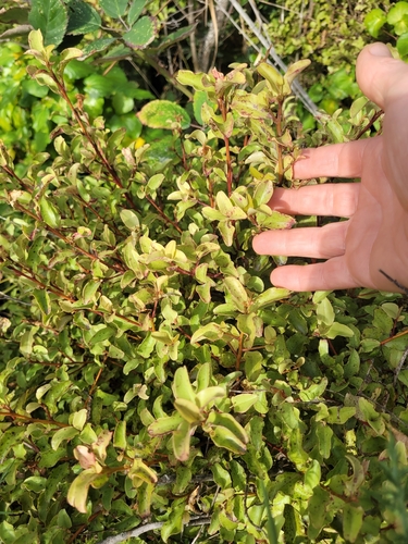 Māpou (Myrsine australis)