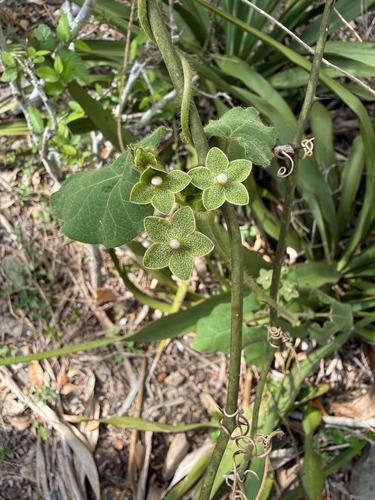 Pearl Milkweed (Matelea reticulata)