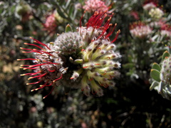 Leucospermum wittebergense