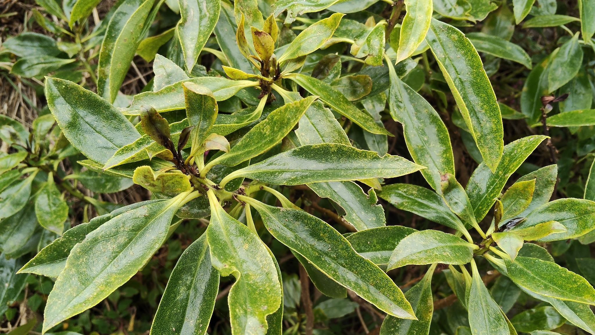 Ngaio Tree (Myoporum laetum)