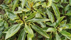 Ngaiobaum (Myoporum laetum)