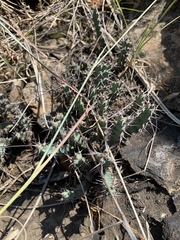 Euphorbia schinzii