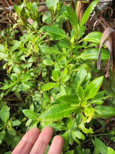 Shrubby Haloragis (Haloragis erecta)