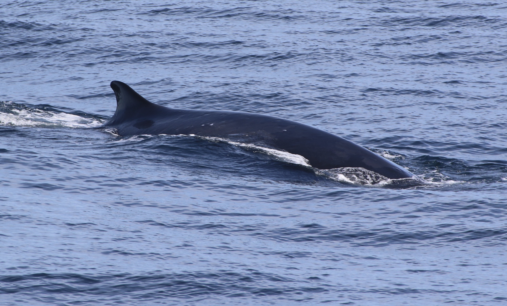 Balaenoptera physalus