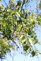 Ziziphus mucronata image