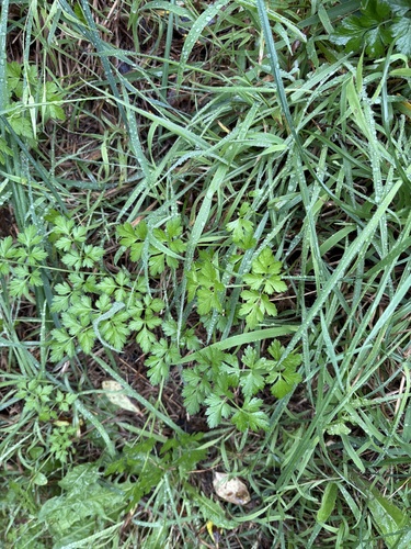 garden parsley (Petroselinum crispum)