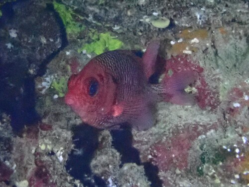 Redface squirrelfish (Sargocentron violaceum) — Holocentridae