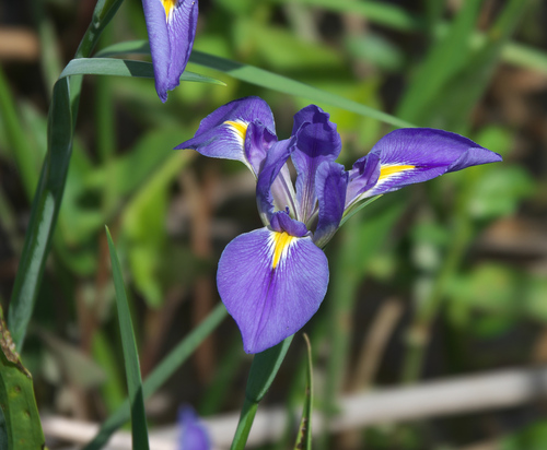 leafy blue flag (Iris brevicaulis)