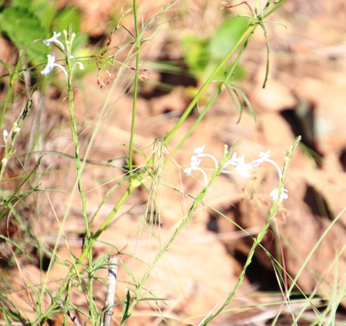 Chascanum schlechteri (Chascanum schlechteri)
