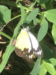 Cepora perimale scyllara