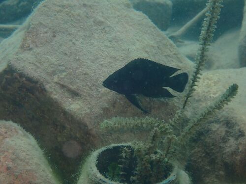 Variabilichromis moorii