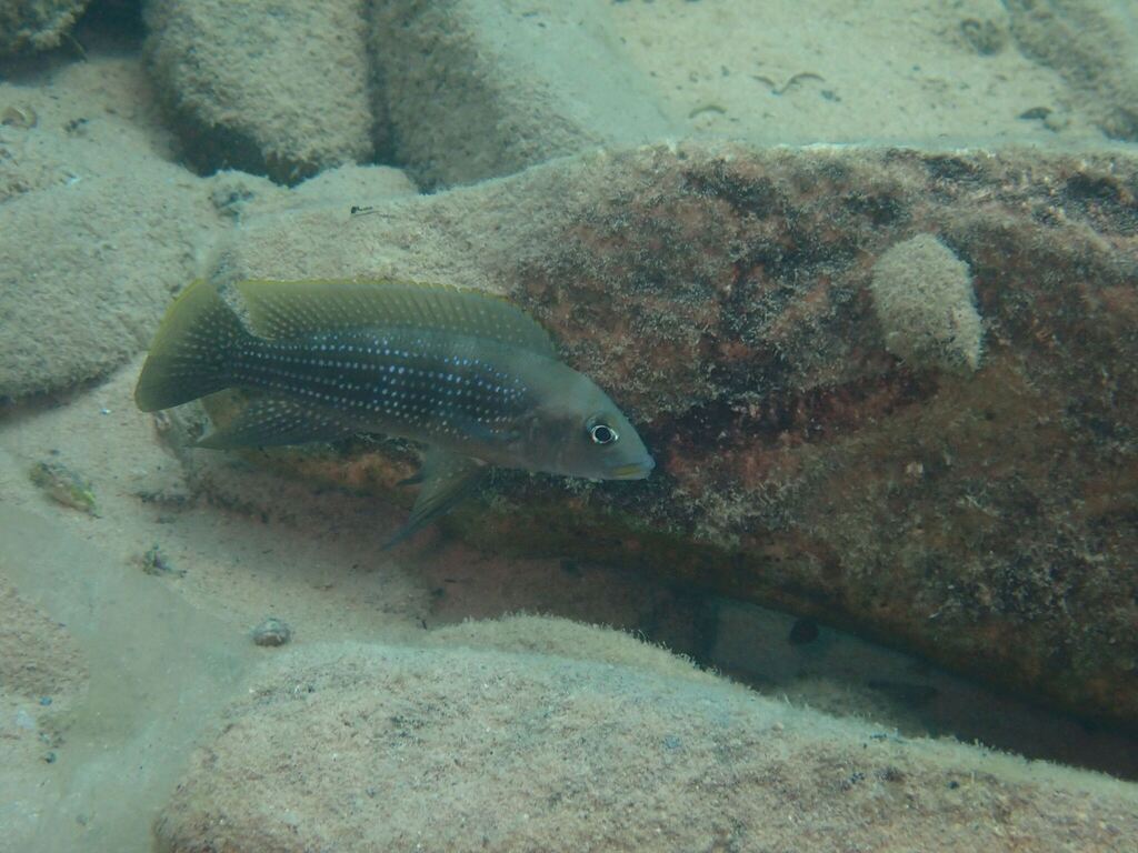 Fourspine cichlid (Neolamprologus tetracanthus) — Cichlidae