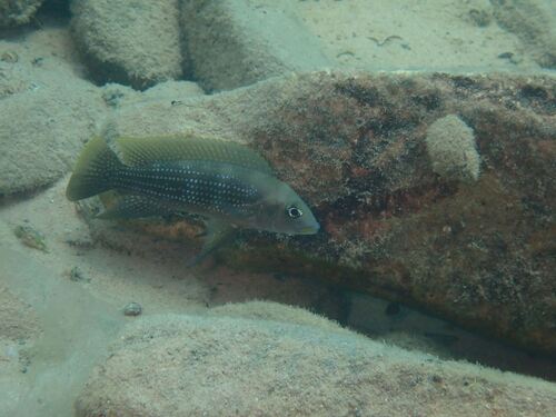 Neolamprologus tetracanthus