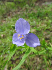 Tradescantia