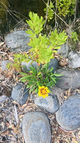 Garden Treasure Flower (Gazania ×)