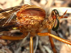 Diogmites discolor