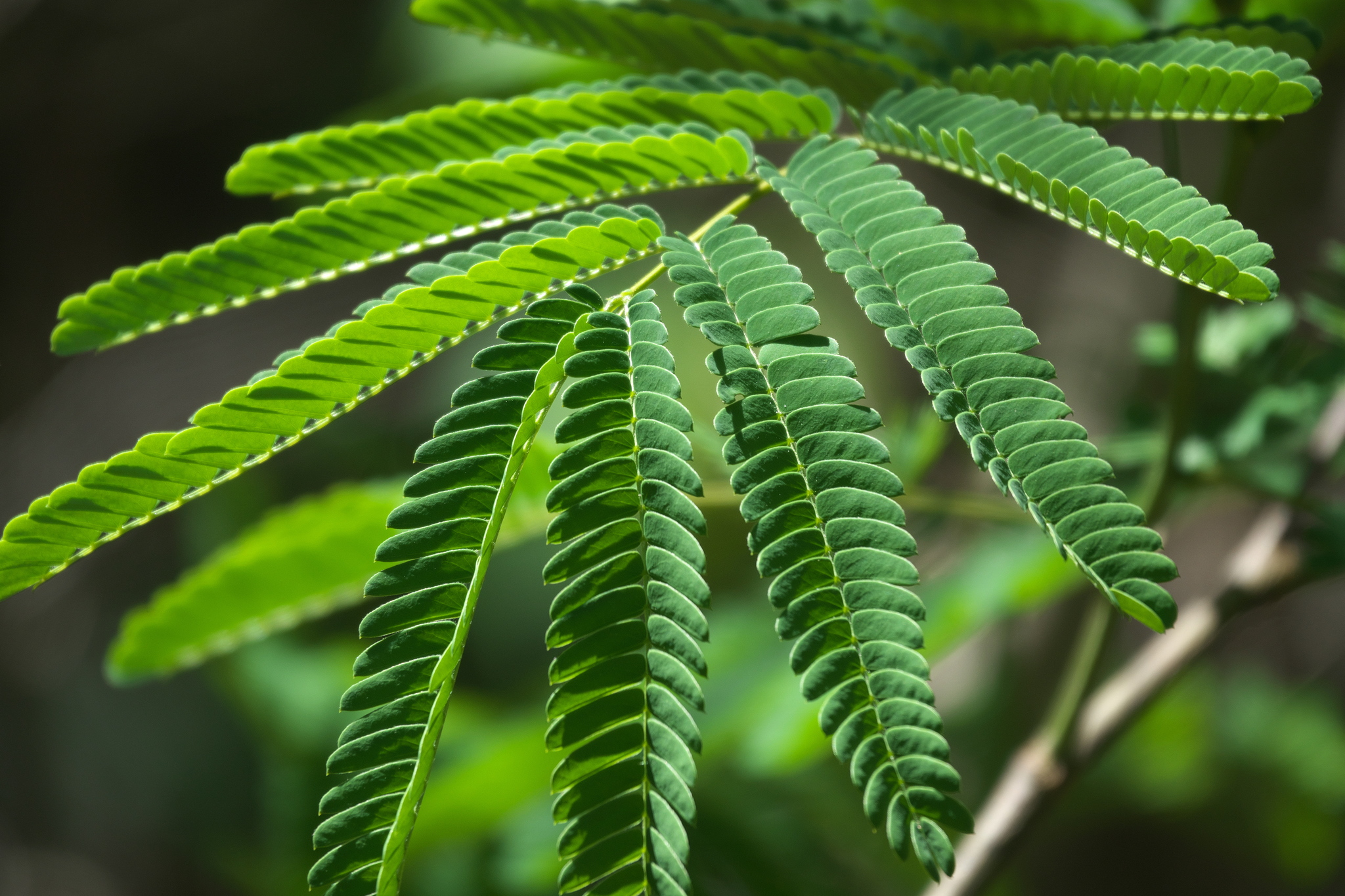 Persian Silk Tree (Albizia julibrissin)