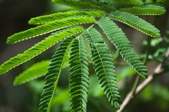 Arbre À Soie (Albizia julibrissin)
