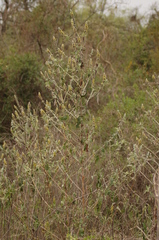 Buddleja stachyoides
