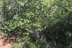 Image of Grewia villosa