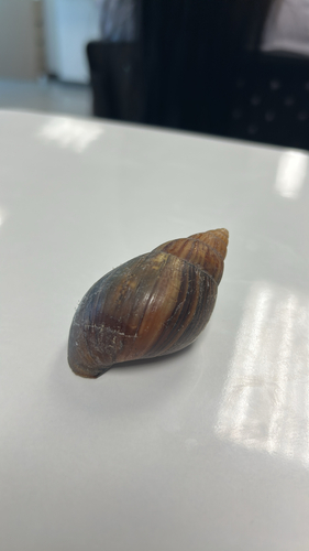 Lissachatina immaculata