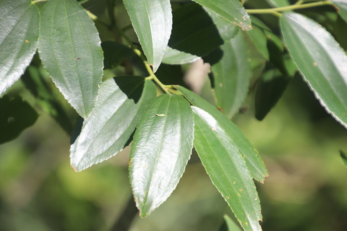 Image of Ziziphus rivularis by (c) Tony Rebelo, some rights reserved (CC BY-SA)