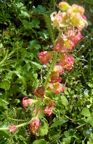 Fringe Cup (Tellima grandiflora)