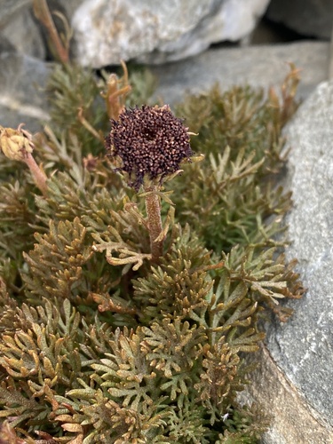 Leptinella atrata observed 2026-03-07