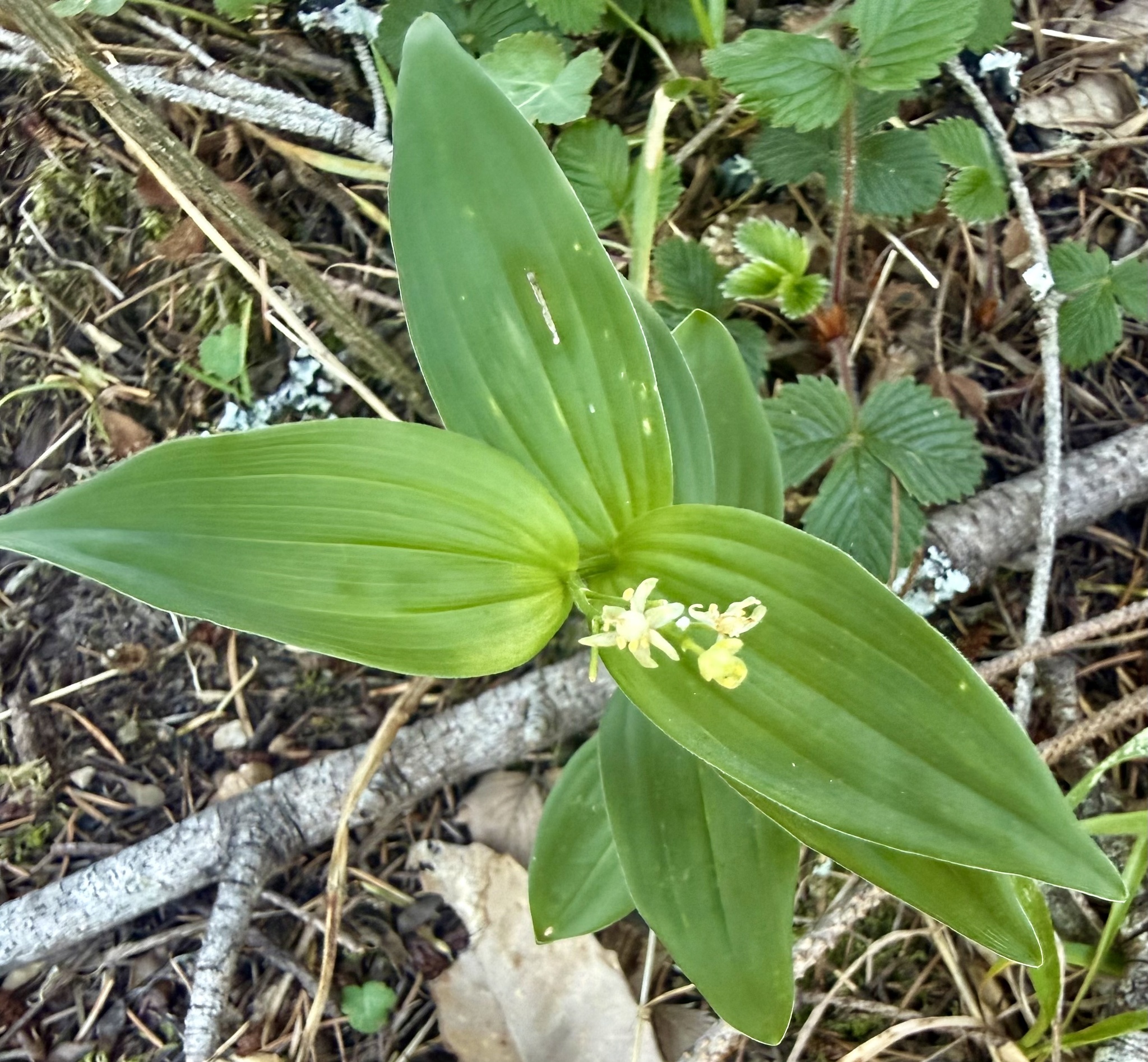 Star-Flowered Lily-Of-The-Valley (Maianthemum stellatum)