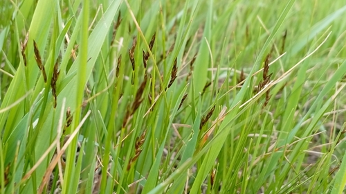 Vernal Sedge (Carex praecox)