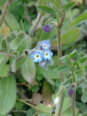 Myosotis stricta