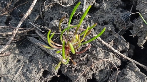 Tiny Mousetail (Myosurus minimus)