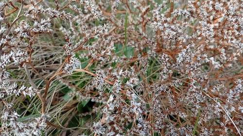 German Statice (Goniolimon tataricum)
