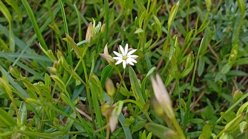 Grass-Like Starwort (Stellaria graminea)