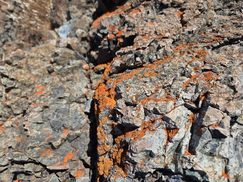 iNaturalist observation photo of Orange Atoms