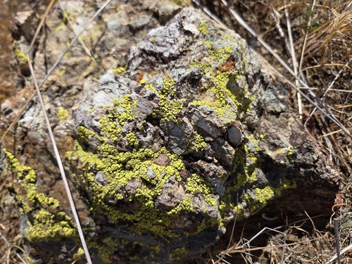 iNaturalist observation photo of Orange Atoms