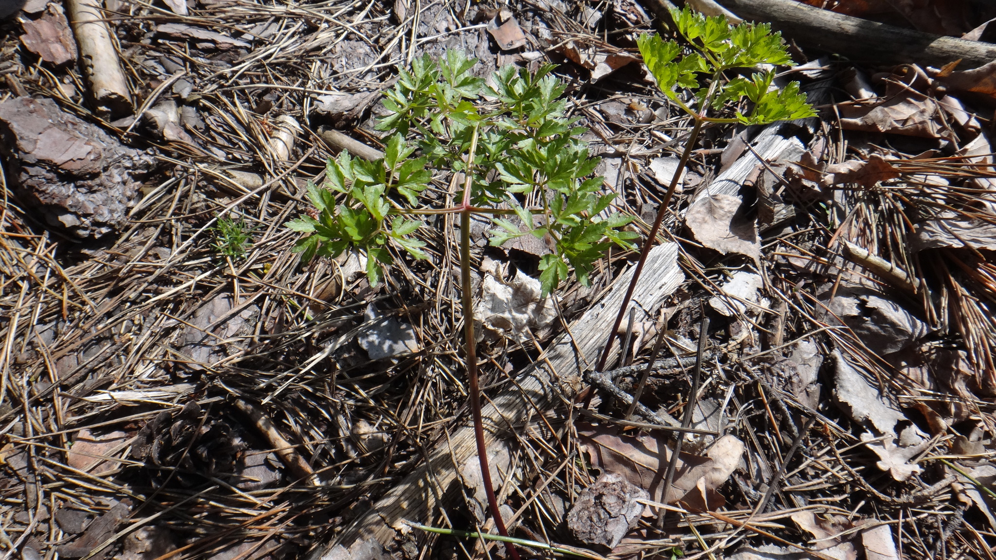 Peucedanum Oreoselinum (Peucedanum oreoselinum)