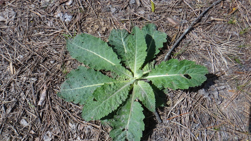 White Mullein (Verbascum lychnitis)