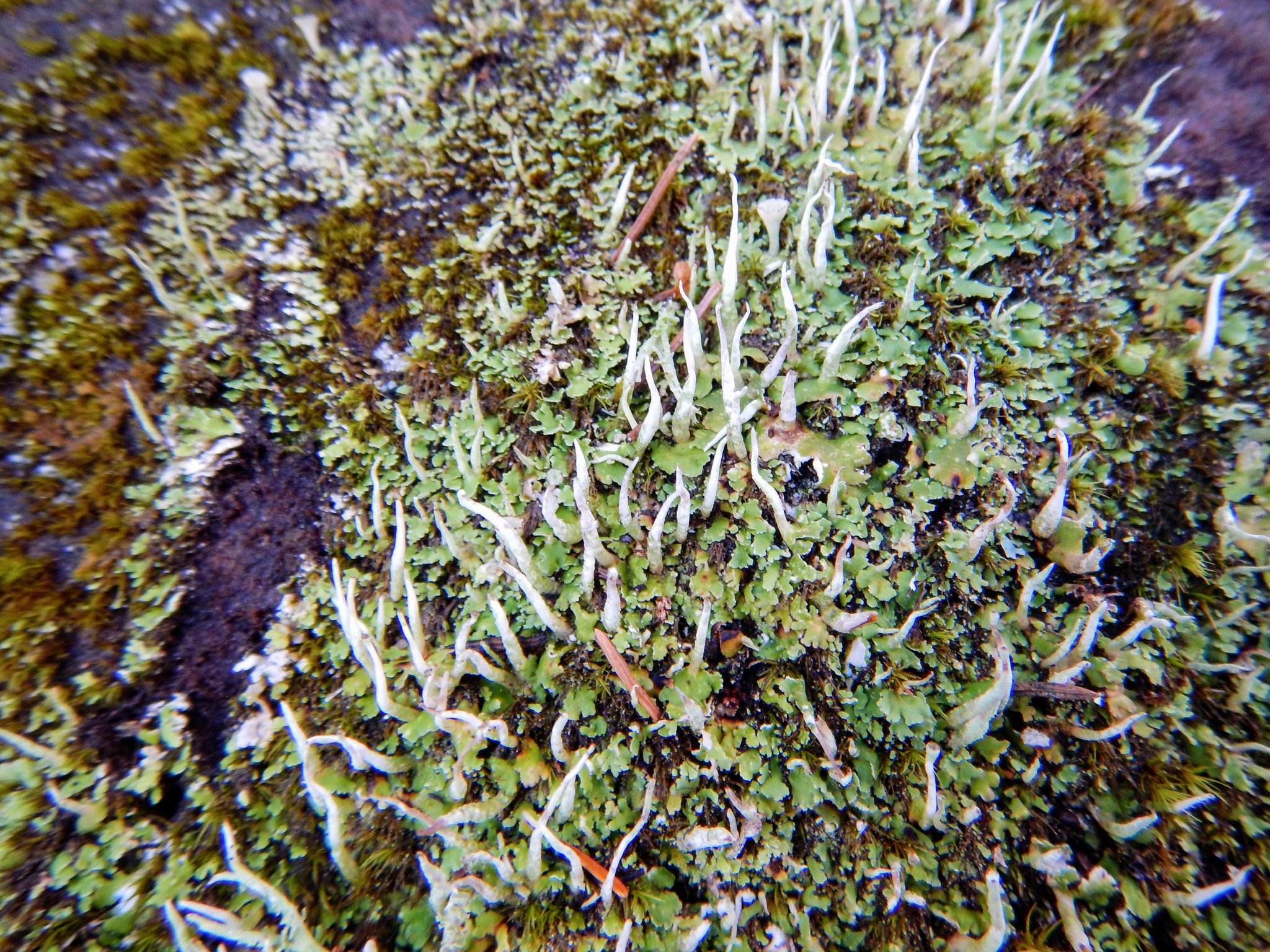 Cladonia coniocraea image