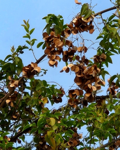 Dioscorea oppositifolia observed 2026-04-05