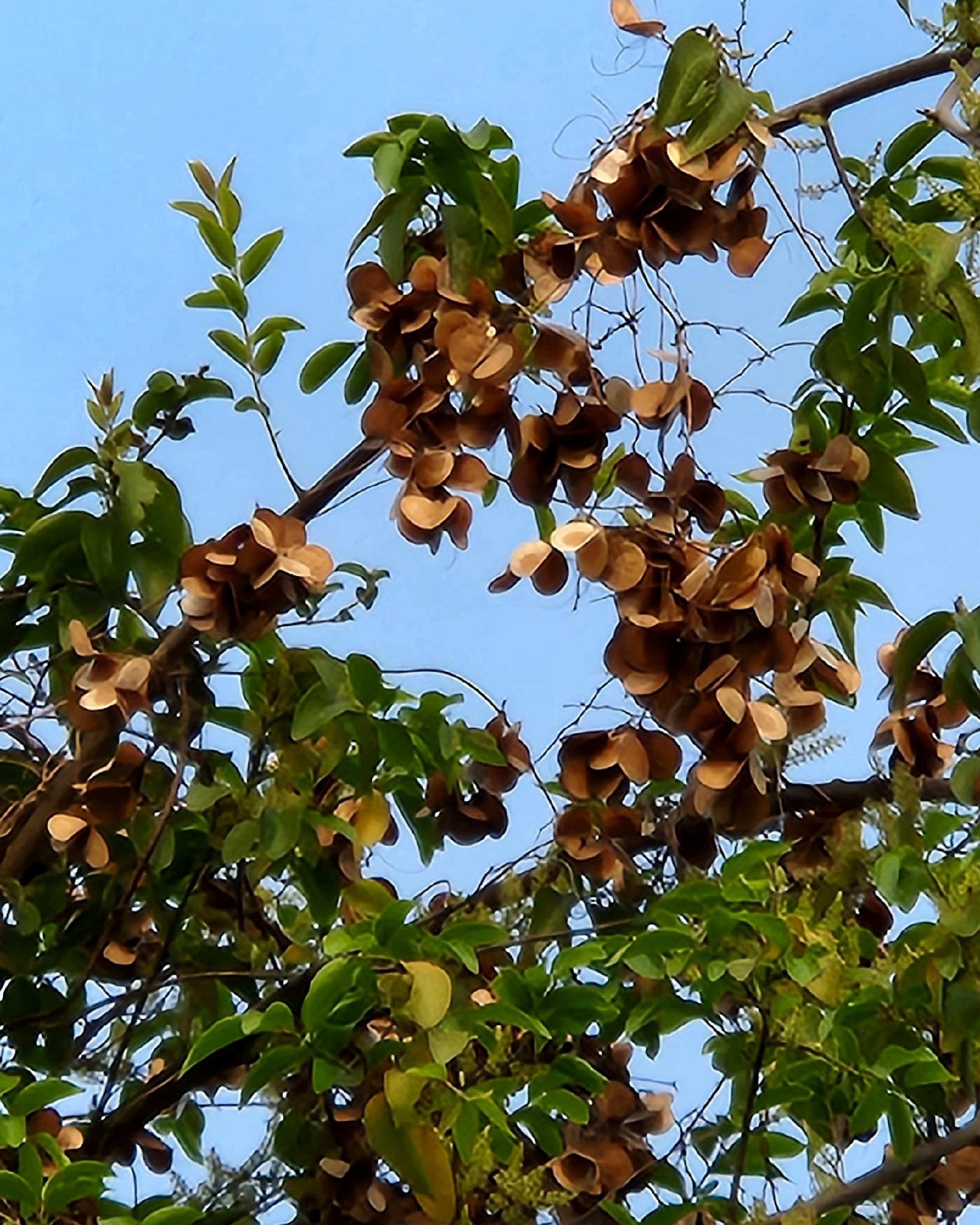 Ñame de china