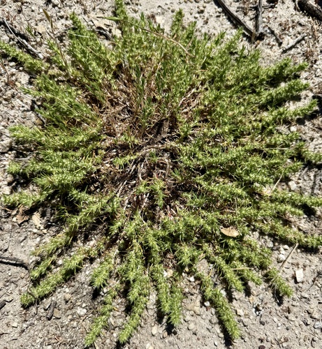 Sandcarpet (Cardionema ramosissima)
