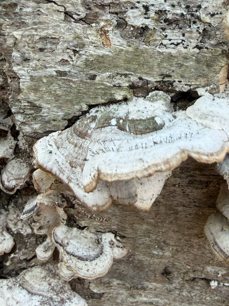 Trichaptum biforme · April 2026 · photo: © meswamp (iNaturalist, cc-by)
