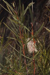 Hakea francisiana, photograph (c) Cal Wood, some rights reserved (CC BY)
