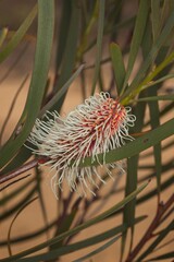 Hakea francisiana, photograph (c) Cal Wood, some rights reserved (CC BY)