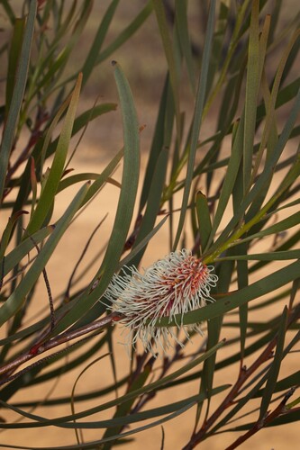 Hakea francisiana, photograph 5