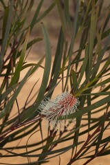Hakea francisiana, photograph (c) Cal Wood, some rights reserved (CC BY)